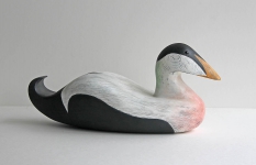 25 Eider-Alex-Malcolmson